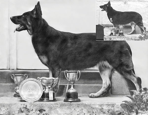 photo restoration of a german shepered with trophies