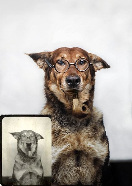 photo restoration of a pet dog wearing glasses and smoking a pipe