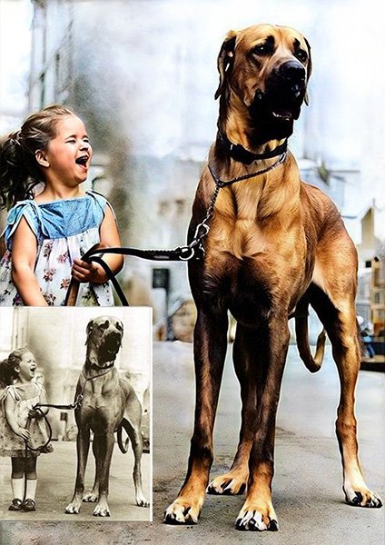 photo restoration of a young girl and a big dog