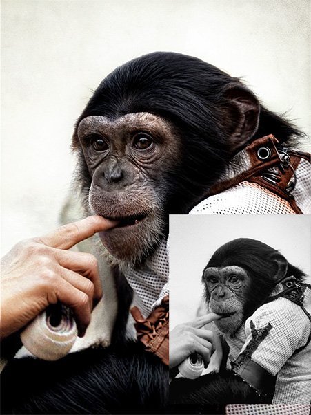ham the space chimp sucking on a finger
