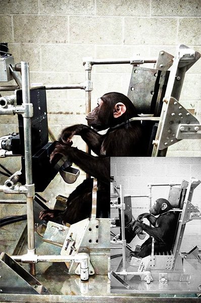 ham the chimp learning to control the space rocket