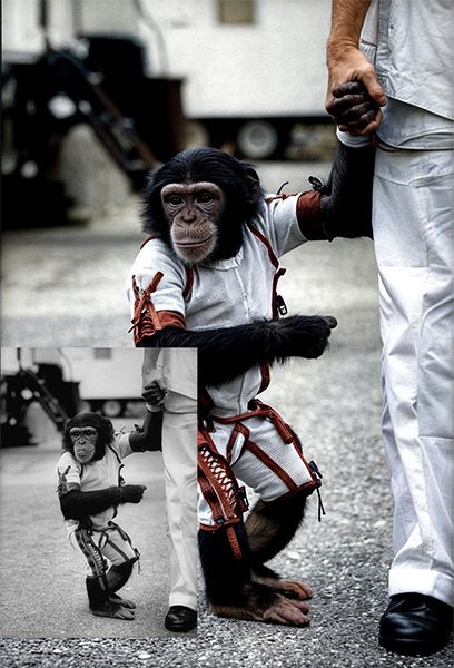 ham the space chimp