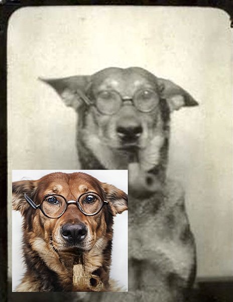 before and after of a photo sharpening service the photo is of a dog