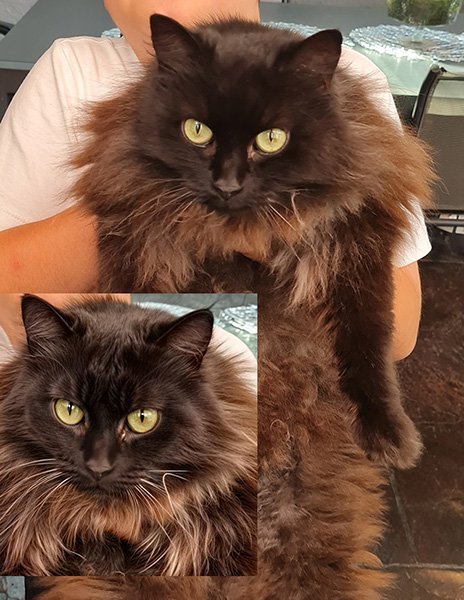 before and after of a photo of a cat using our photo sharpening service